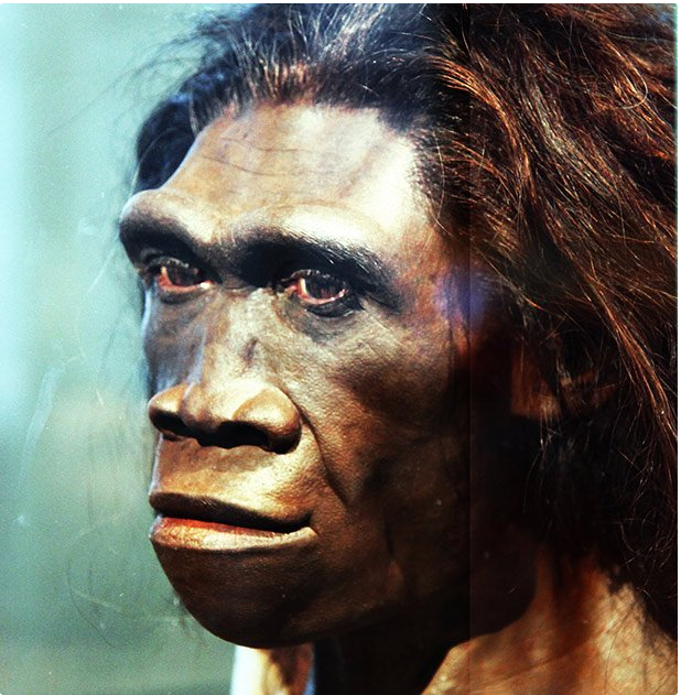 Homo Erectus